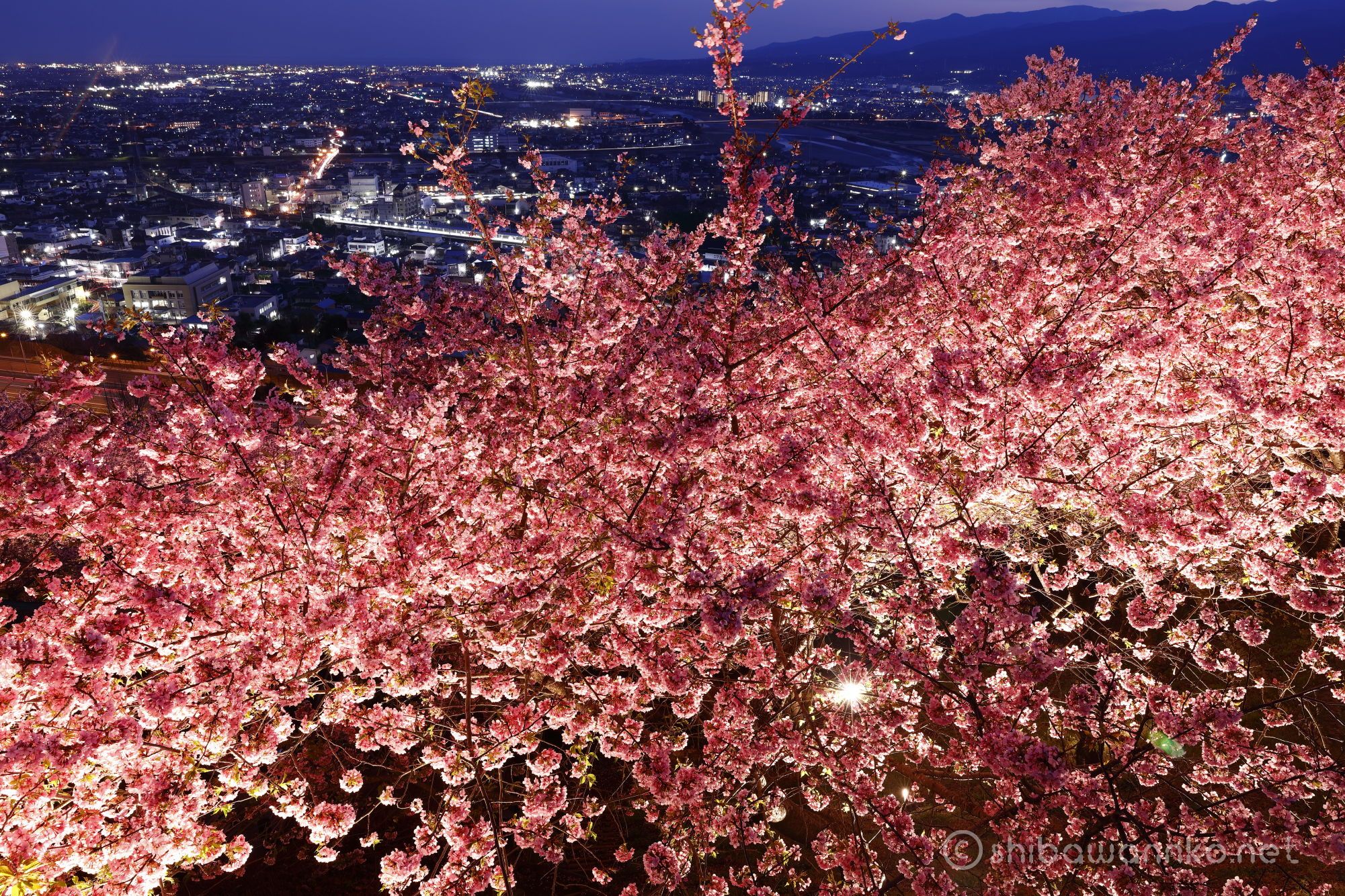 松田山ハーブガーデン 16 マジックアワーを狙って 河津桜と菜の花のライトアップ Shibawannkoの撮影山行