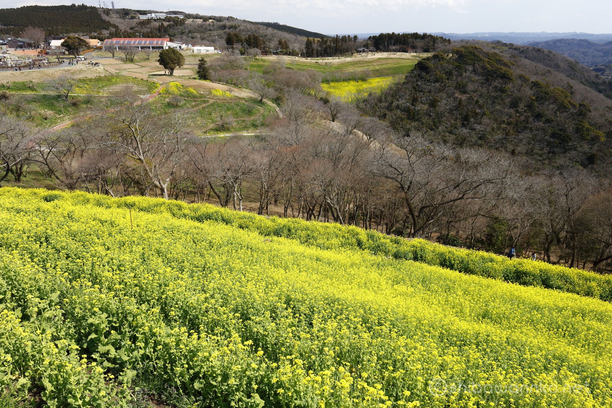 マザー牧場 満開見頃の菜の花畑を求めて千葉県へ Shibawannkoの撮影山行