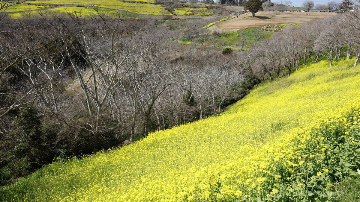 マザー牧場 満開見頃の菜の花畑を求めて千葉県へ Shibawannkoの撮影山行