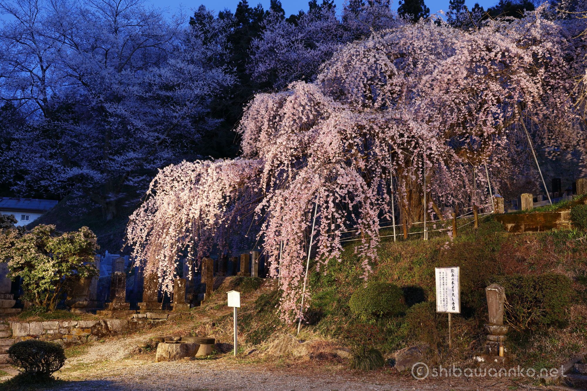 本久寺 ～ライトアップも楽しめる二本松市を代表する枝垂れ桜～