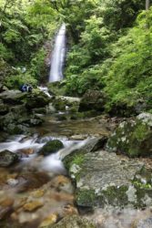 無料駐車場から歩きやすい山道を10分くらい歩くと、払沢の滝が見えてきました。
既に数組のカップルが滝壺で涼をとっています。
