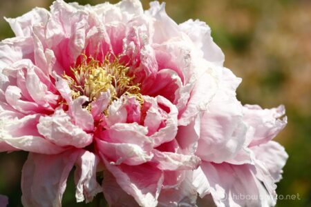 EOS5DsR+EF70-200mmF4L ISⅡUSM 200mm f11 1/100sec ISO100 PLフィルター