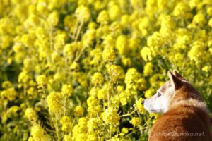 EOS5DsR+EF70-200mmF4L IS USM 192mm f8 1/60sec ISO100 PLフィルター