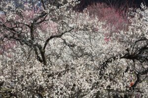 EOS5DsR+EF70-200mmF4L IS USM 144mm f11 1/40sec ISO100 PLフィルター