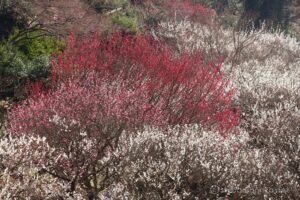 EOS5DsR+EF100-400mmF4.5-5.6L ISⅡUSM 214mm f16 1/6sec ISO100 PLフィルター