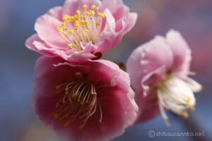 EOS5D MarkⅡ+EF100mmF2.8L IS MacroIS USM 100mm f8 1/45sec ISO200 PLフィルター