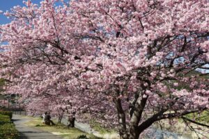 EOS5DsR+EF24-70mmF2.8LⅡUSM 63mm f16 1/25sec ISO100 PLフィルター