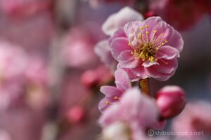 EOS5D MarkⅡ+EF100mmF2.8L IS MacroIS USM 100mm f5.6 1/180sec ISO200 PLフィルター