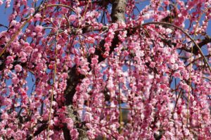 EOS5DsR+EF100-400mmF4.5-5.6L ISⅡUSM 400mm f16 1/20sec ISO100 PLフィルター