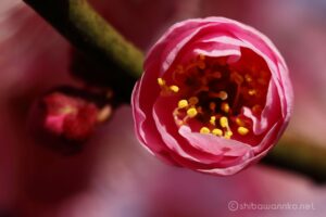 EOS5D MarkⅡ+EF100mmF2.8L IS MacroIS USM 100mm f8 1/45sec ISO200 PLフィルター