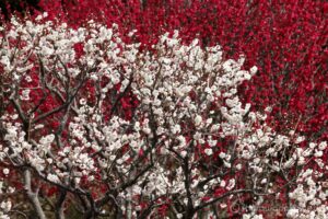 EOS5D MarkⅡ+EF70-200mmF4L IS USM 200mm f16 1/30sec ISO100 PLフィルター