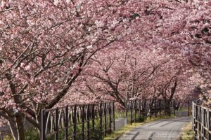 EOS5DsR+EF100-400mmF4.5-5.6L ISⅡUSM 241mm f16 1/6sec ISO100 PLフィルター