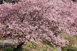 EOS5DsR+EF100-400mmF4.5-5.6L ISⅡUSM 117mm f16 1/10sec ISO100 PLフィルター