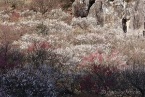 EOS5DsR+EF100-400mmF4.5-5.6L ISⅡUSM 120mm f11 1/13sec ISO100 PLフィルター