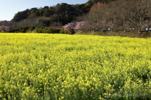EOS5DsR+EF24-70mmF2.8LⅡUSM 42mm f11 1/50sec ISO100 PLフィルター