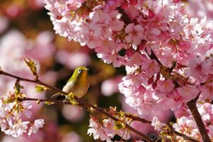 EOS5DsR+EF100-400mmF4.5-5.6L ISⅡUSM 400mm400トリミング大 f6.3 1/200sec ISO100 PLフィルター