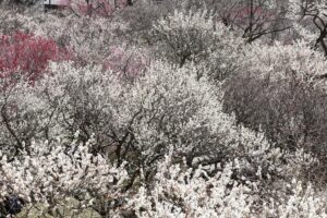 EOS5D MarkⅡ+EF70-200mmF4L IS USM 200mm f16 1/20sec ISO100 PLフィルター