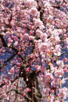 EOS5DsR+EF24-70mmF2.8LⅡUSM 57mm f16 1/25sec ISO100 PLフィルター