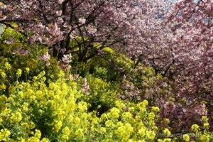 EOS5DsR+EF24-70mmF2.8LⅡUSM 42mm f16 1/15sec ISO100 PLフィルター