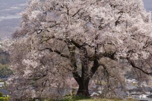 EOS5DsR+EF100-400mmF4.5-5.6L ISⅡUSM 220mm f16 1/13sec ISO100 PLフィルター