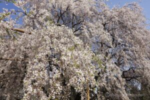 EOS5DsR+EF24-70mmF2.8LⅡUSM 24mm f16 1/40sec ISO100 PLフィルター