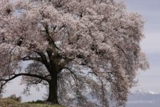 次は朝と同じスポットに移動すると朝よりも桜に日が回り、桜のピンク色がよく映えるようになりました。
