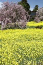 EOS5DsR+EF24-70mmF2.8LⅡUSM 38mm f11 1/60sec ISO100 PLフィルター