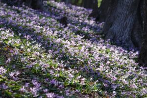 EOS5DsR+EF100-400mmF4.5-5.6L ISⅡUSM 263mm f8 1/20sec ISO100 PLフィルター