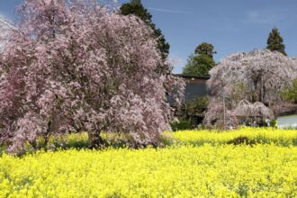EOS5DsR+EF24-70mmF2.8LⅡUSM 57mm f16 1/25sec ISO100 PLフィルター