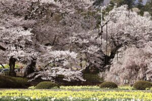 EOS5DsR+EF100-400mmF4.5-5.6L ISⅡUSM 153mm f11 1/20sec ISO100 PLフィルター