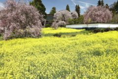 今年は慈雲寺の周囲は、結構な広さの菜の花畑が広がっています。
菜の花畑の中には、やや小ぶりでこれから大きくなりそうなシダレザクラが咲き、塀越しに大きなピンクの塊のオオイトザクラが見える。