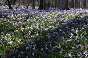 EOS5DsR+EF100-400mmF4.5-5.6L ISⅡUSM 100mm f16 0.3sec ISO100 PLフィルター