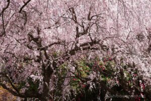 EOS5D MarkⅡ+EF24-105mmF4L IS USM 75mm f16 1/10sec ISO200 PLフィルター