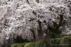 EOS5D MarkⅡ+EF70-200mmF4L IS USM 121mm f16 1/20sec ISO200 PLフィルター