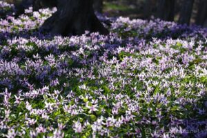 EOS5DsR+EF100-400mmF4.5-5.6L ISⅡUSM 312mm f11 1/13sec ISO100 PLフィルター