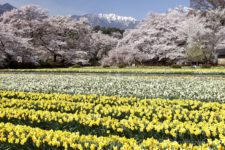 そして、参道に至る小道の塀から実相寺を覗き見ると、一面のスイセン畑の奥に桜の森が広がり、その奥に雪を被った南アルプスの山並みが見えるという、実相寺を代表するシーンが広がります。