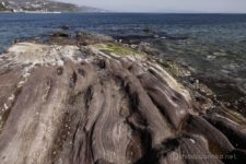 せっかく真鶴まで来たのだから、少し海岸線を走ってみる。
特徴のある地層の岩盤が海に張り出していて、海っぽくていい感じだ。
海岸まで下りて海を覗き込むと、変なのがいるよ。
アメフラシか。
紫色をしている軟体動物で本当に気持ちが悪い。
しかし初めてアメフラシたるものを見れて嬉しかった。