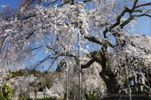 EOS5DsR+EF24-70mmF2.8LⅡUSM 41mm f8 1/60sec ISO100 PLフィルター