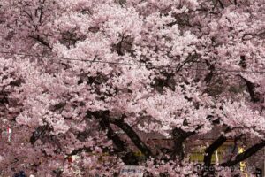 EOS5DsR+EF70-200mmF4L IS USM 97mm f16 1/25sec ISO100 PLフィルター