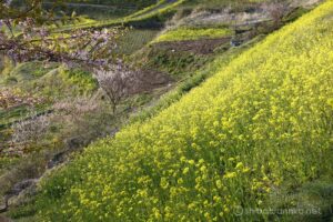 EOS5DsR+EF24-70mmF2.8LⅡUSM 70mm f16 1/4sec ISO100 PLフィルター