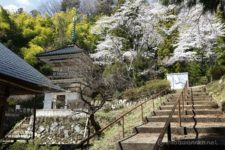 特徴のある多宝塔の周囲には桜が咲いており、よく多宝塔と絡みます。
前回来たときはここまで来ませんでしたが、ここまで来たならば多宝塔まできてもいいでしょう。