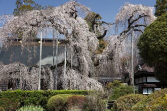 EOS5DsR+EF24-70mmF2.8LⅡUSM 57mm f8 1/80sec ISO100 PLフィルター