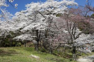 EOS5DsR+EF24-70mmF2.8LⅡUSM 44mm f10 1/50sec ISO100 PLフィルター