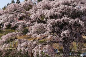 EOS5DsR+EF100-400mmF4.5-5.6L ISⅡUSM 120mm f11 1/25sec ISO100 PLフィルター