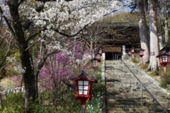 山門をくぐると桜とツツジの向こうに石段と楽屋堂が続きます。
桜と寺社が絡みここが一番綺麗でしょうか。
灯籠も並び大きな木もありいい感じです。