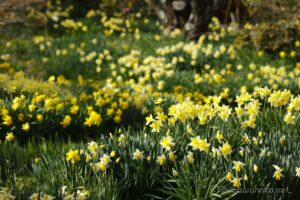 EOS5DsR+EF70-200mmF4L ISⅡ USM 200mm f8 1/80sec ISO100 PLフィルター