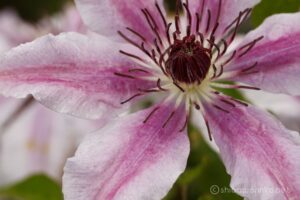 EOS5DsR+EF100mmF2.8L IS MacroIS USM 100mm f8 1/8sec ISO200 PLフィルター