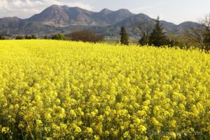 EOS5DsR+EF24-70mmF2.8LⅡUSM 50mm f16 1/15sec ISO100 PLフィルター