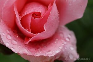 EOS5DsR+EF100mmF2.8L IS MacroIS USM 100mm f8 1/8sec ISO200 PLフィルター