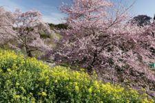日が傾く中、ようやく合戦場の枝垂れ桜に到着。
人で賑わっているようですが入れ替わりが早いのか、待ち時間なしで駐車することができました。
車から降りると、いきなし駐車場の斜面の桜と菜の花が綺麗綺麗。